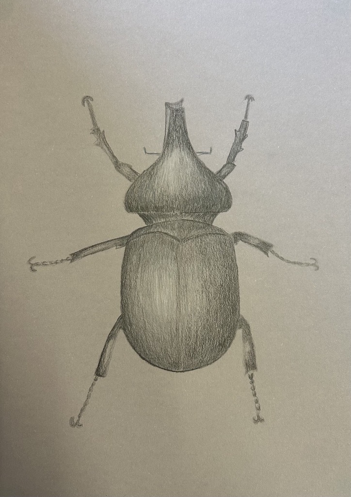 Käfer
